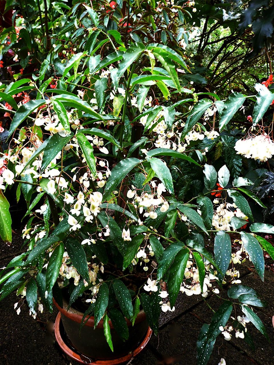 B. ✕ albopicta
